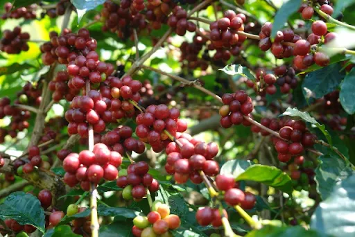 Kopi Manggarai Asli